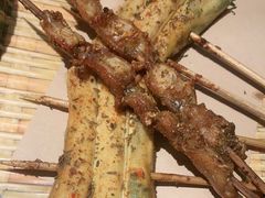 -鸽子窝(宋庄店)