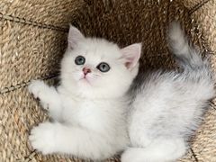 -喵zoo家庭繁育猫舍(尖东智能花园店)