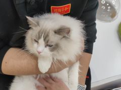 -COLOR PETS 撸猫馆·购猫·猫咖(长风大悦城店)
