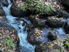 -五营红松林海景区