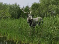 -溱湖国家湿地公园