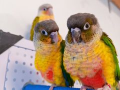 -吉丁鸟咖·异宠·寄养