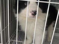 -翊宠yipet猫狗购宠庄园