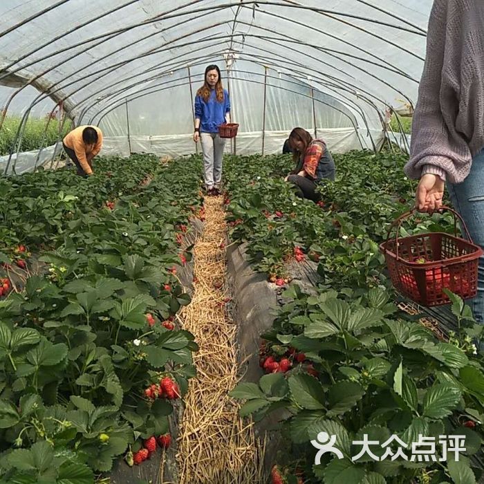 仰徐草莓生态采摘园图片-北京采摘/农家乐-大众点评网