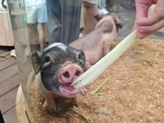 -正佳雨林生态植物园