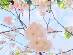 -天适樱花悠乐园