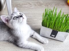 -猫大福·Fortune Cat猫舍(百子湾店)