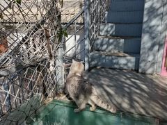 -喵屿·大理花园猫咖