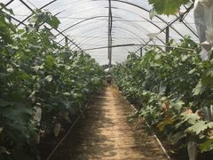 -马陆小张葡萄园农家乐