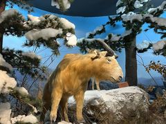 -陕西自然博物馆