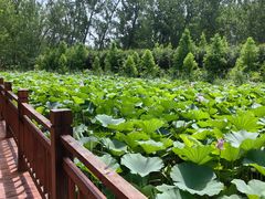 -滕州微山湖红荷湿地景区