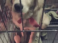 -翊宠yipet猫狗购宠庄园犬舍•猫舍