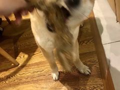 -柴务处·柴犬主题狗咖