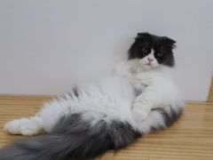 -李小姐の猫咖啡馆(五角场店)