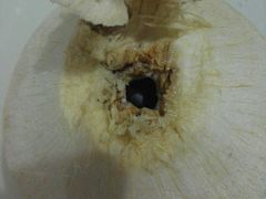 -PAGODA百果园(台柳路凯德广场店)