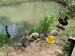 -长兴太湖图影湿地文化园