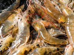 -吉布鲁牛排海鲜自助(温江合生汇店)