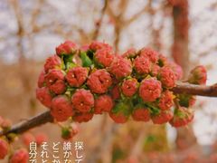 -大连植物园