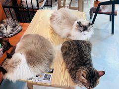 -豆逗聊愈猫阁Easy Life