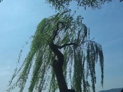 -西湖游船