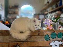 -小时光咖啡馆(开森度假森林店)