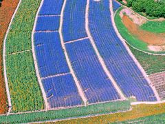 -北纬44度·金珠花海休闲农业旅游景区