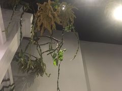 -春天来了(印象新天地店)