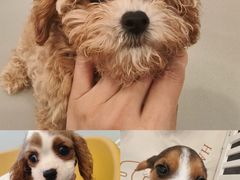 -有喵·猫咖·狗咖·40+猫狗有小奶狗(岗厦店)