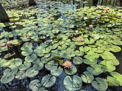 -池杉湖湿地公园