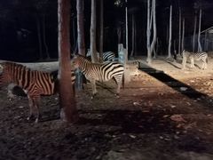 -清迈夜间动物园