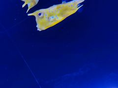 -上海海洋水族馆