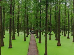 -渌洋湖湿地公园