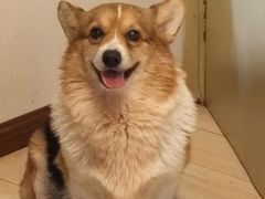 -翊宠yipet猫狗购宠庄园犬舍•猫舍