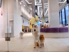 -怪兽屋·羊驼·猫咖·狗咖(俊华广场店)