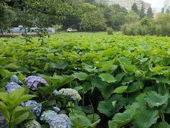-上野公园花园稻荷神社(忍岡稲荷神社)