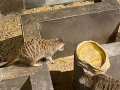 -zoonana室内动物园(东方福来德店)