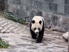 -中国大熊猫保护研究中心雅安碧峰峡基地