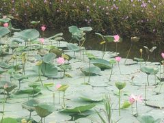 -江门古劳水乡旅游区
