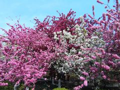 -海棠花溪(元大都城垣遗址公园)
