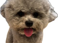 -帕帕拉兹宠物(亚洲旗舰店)