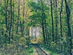 -合肥滨湖国家森林公园