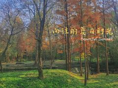 -紫金山山顶公园