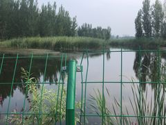 -白洋淀景区