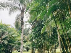 -中国科学院西双版纳热带植物园