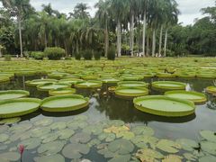 -中国科学院西双版纳热带植物园
