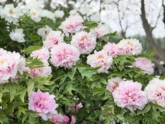 -洛阳市隋唐城遗址植物园