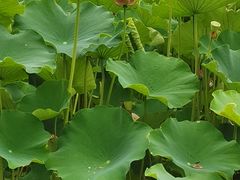 -沐仙湖湿地公园