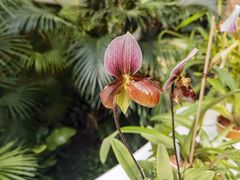 -北京植物园-展览温室