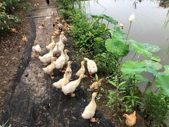 -同銮特种养殖场·龙虾垂钓