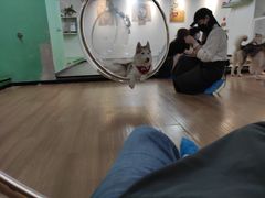 -Husky Go! 哈士奇体验馆·宠物咖啡厅狗咖